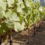 fabulous-wine-route.jpg